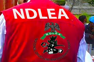NDLEA Arrests 1,018 Suspects, Seizes 2.4 Tonnes of Illicit Drugs in Katsina