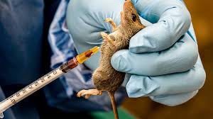 Lagos Sounds Alarm Over Lassa Fever, Launches Statewide Prevention Campaign …Nigeria records 660 cases, 167 deaths; 38 health workers infected