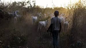 Benue Insecurity Has Gone Beyond Farmer-Herder Conflict, Says MACBAN